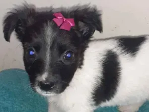 Cachorro raça SRD-ViraLata idade Abaixo de 2 meses nome Vakinha