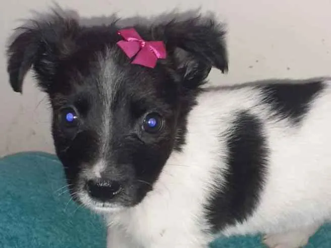 Cachorro ra a SRD-ViraLata idade Abaixo de 2 meses nome Vakinha