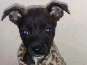 Cachorro raça SRD-ViraLata idade Abaixo de 2 meses nome Pipoca