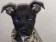 Pipoca