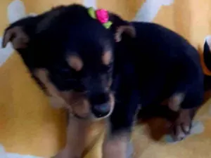 Cachorro raça ViraLata idade Abaixo de 2 meses nome Bia