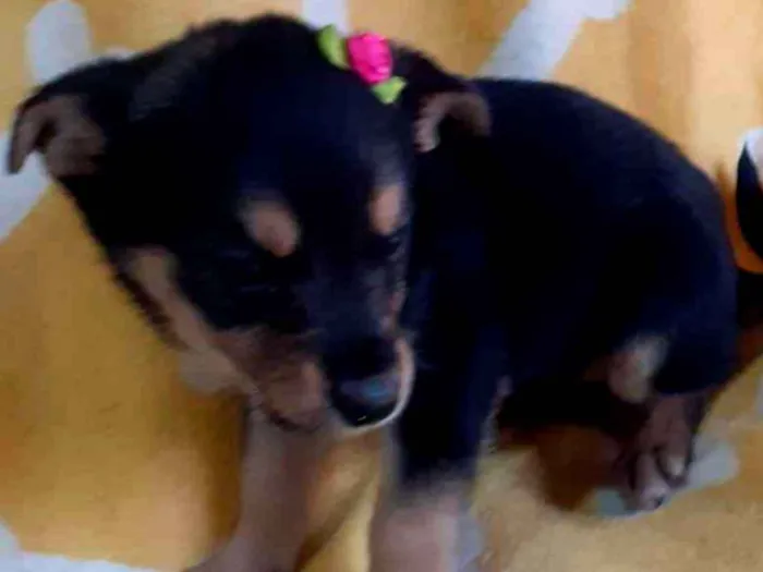 Cachorro ra a ViraLata idade Abaixo de 2 meses nome Bia