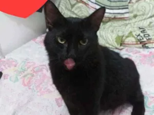 Gato raça Sem Raça  idade 2 anos nome Sem Nome