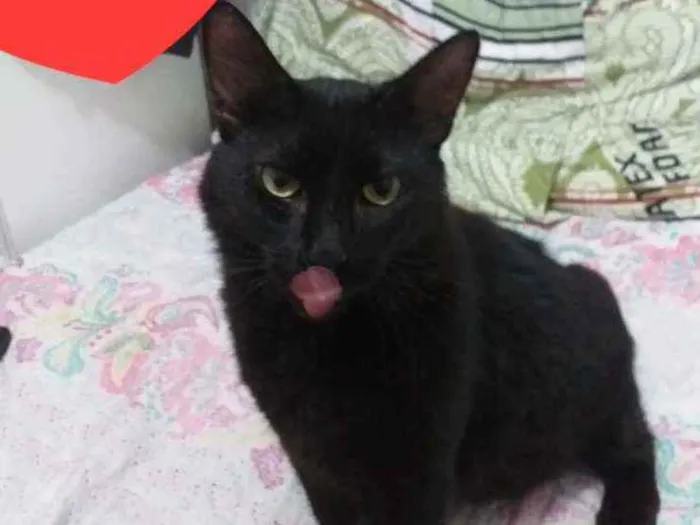 Gato ra a Sem Raça  idade 2 anos nome Sem Nome