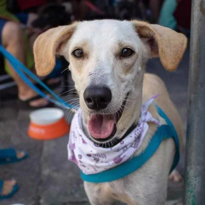 Cachorro ra a Srd idade 1 ano nome Olavo