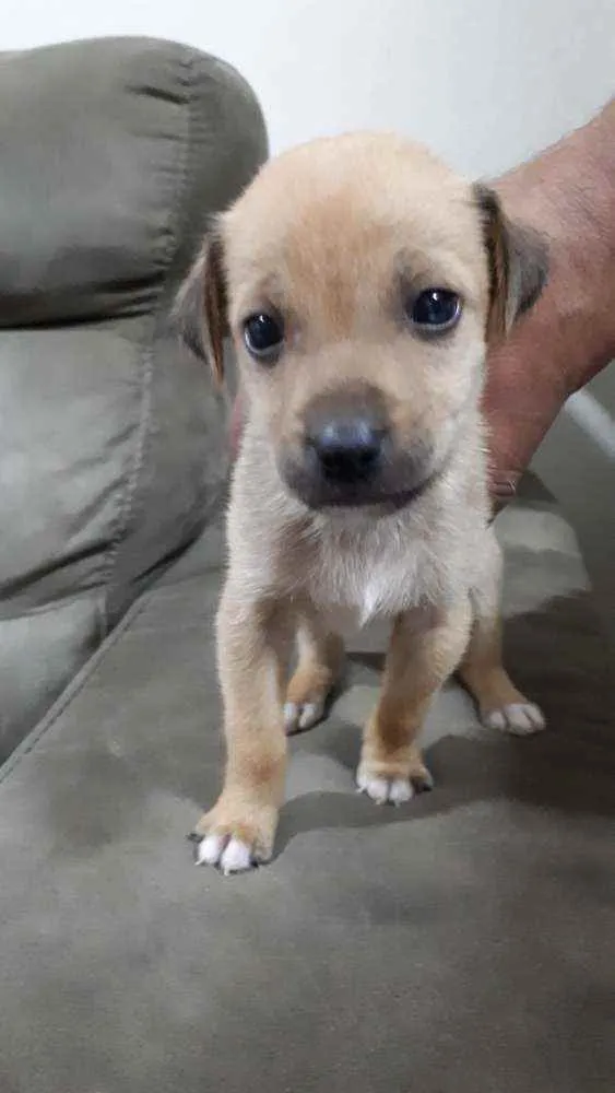 Cachorro ra a Vira lata idade 2 a 6 meses nome Sem nome