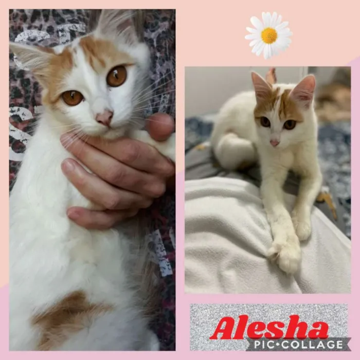 Gato ra a SRD-ViraLata idade 7 a 11 meses nome ALESHA