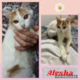 ALESHA