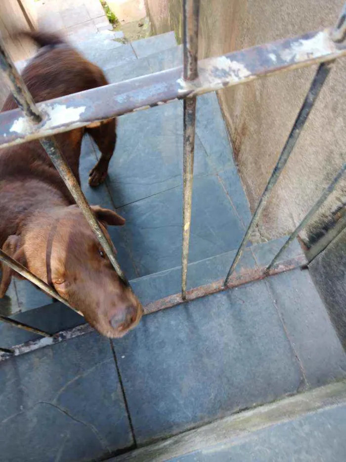 Cachorro ra a Labrador idade 4 anos nome Marley