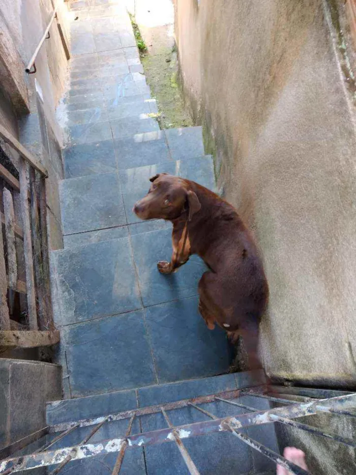 Cachorro ra a Labrador idade 4 anos nome Marley