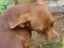 Cachorro raça Bace com pit bul idade 7 a 11 meses nome Dalila