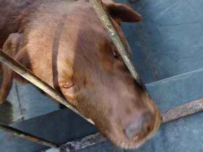 Cachorro ra a Labrador idade 4 anos nome Marley