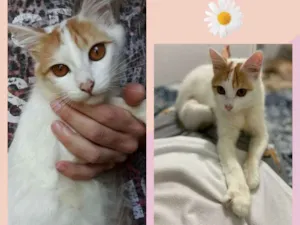 Gato raça SRD-ViraLata idade 7 a 11 meses nome ALESHA