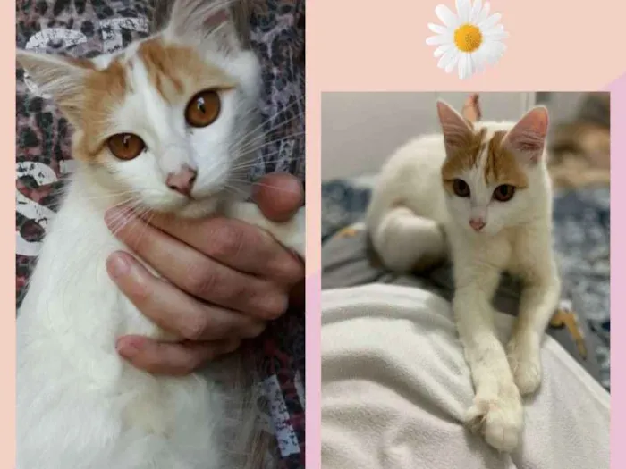 Gato ra a SRD-ViraLata idade 7 a 11 meses nome ALESHA