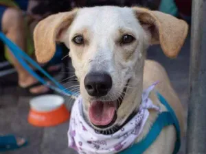 Cachorro raça Srd idade 1 ano nome Olavo
