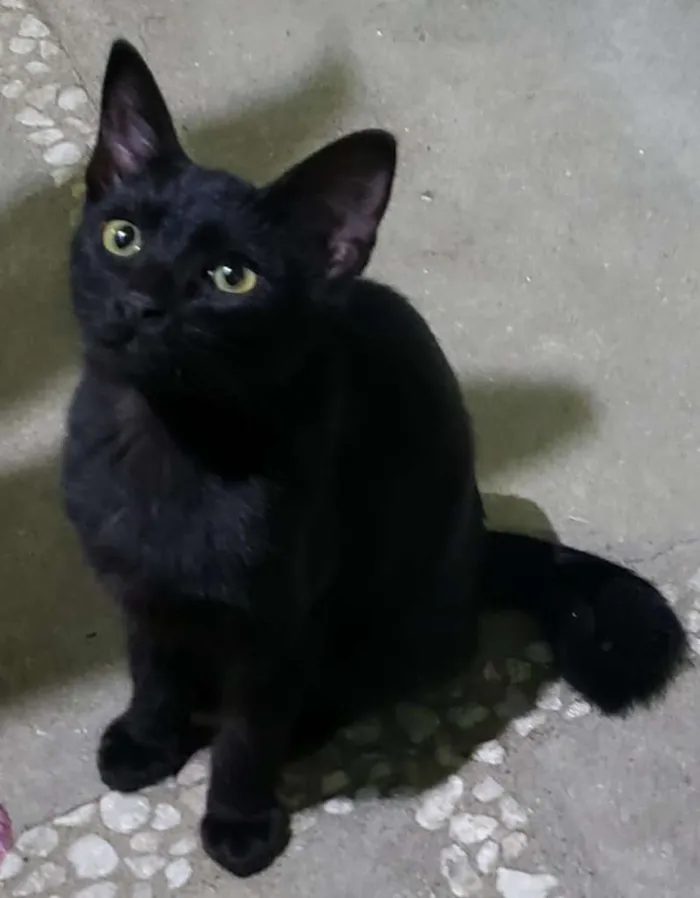 Gato ra a SRD idade 7 a 11 meses nome GATINHOS 
