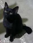 GATINHOS