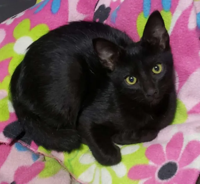Gato ra a SRD idade 7 a 11 meses nome GATINHOS 