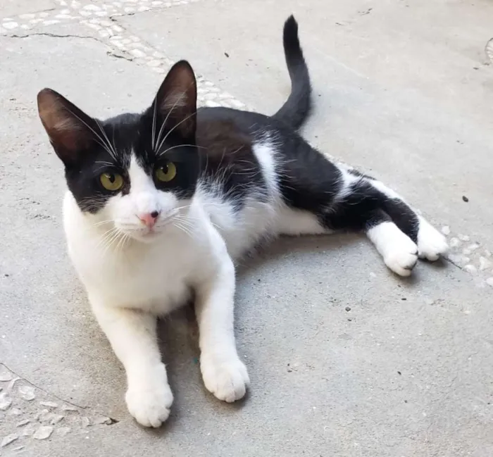 Gato ra a SRD idade 7 a 11 meses nome GATINHOS 