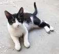GATINHOS