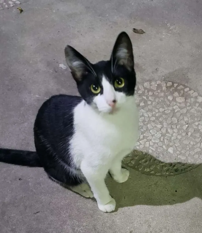 Gato ra a SRD idade 7 a 11 meses nome GATINHOS 