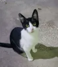 GATINHOS