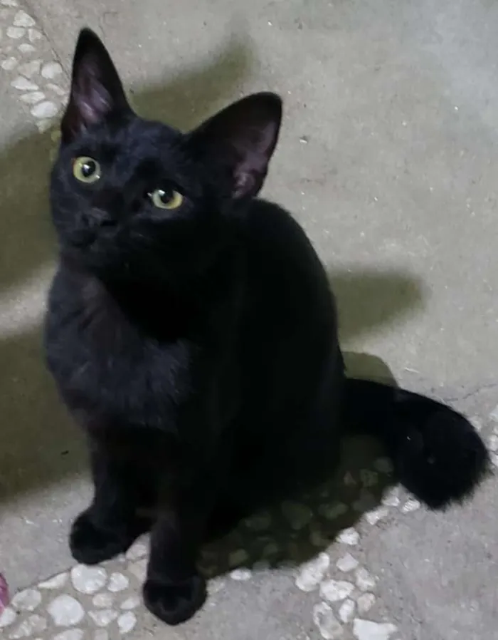 Gato ra a SRD idade 7 a 11 meses nome GATINHOS