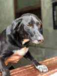 Cachorro raça Srd idade 2 anos nome Pepê 