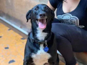 Cachorro raça Srd idade 2 anos nome Pepê 