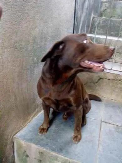 Cachorro ra a Labrador idade 4 anos nome Marley