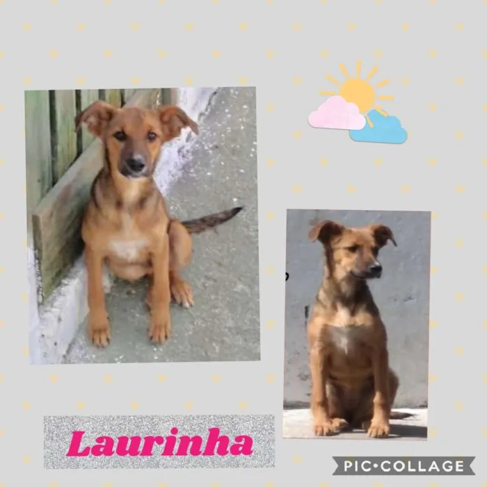 Cachorro ra a SRD idade 2 a 6 meses nome LAURINHA