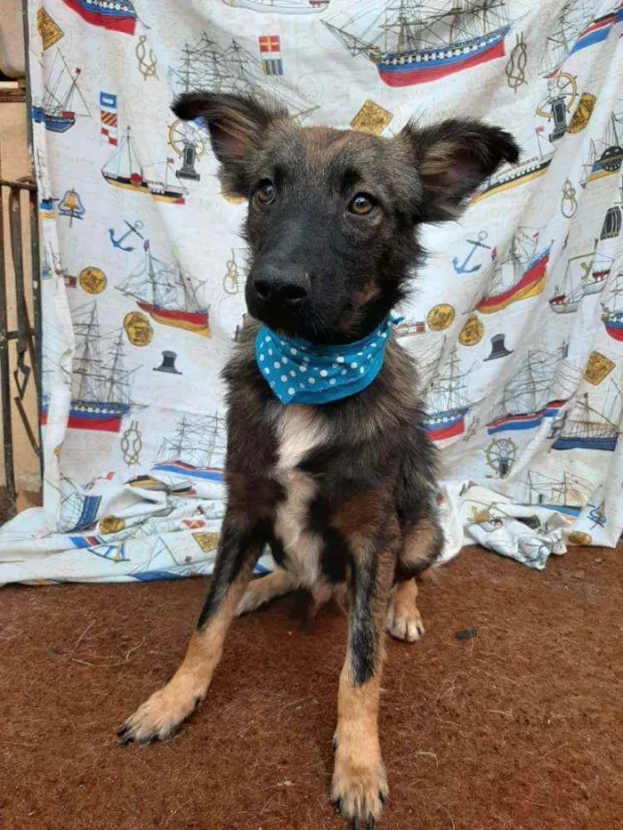 Cachorro ra a SRD idade 1 ano nome Lobinho