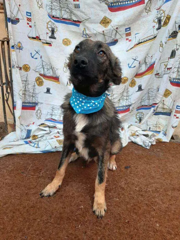 Cachorro ra a SRD idade 1 ano nome Lobinho