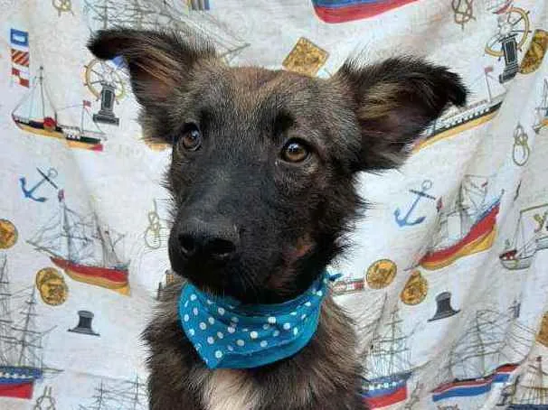 Cachorro ra a SRD idade 1 ano nome Lobinho
