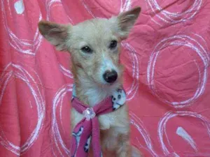 Cachorro raça SRD idade 1 ano nome Kali