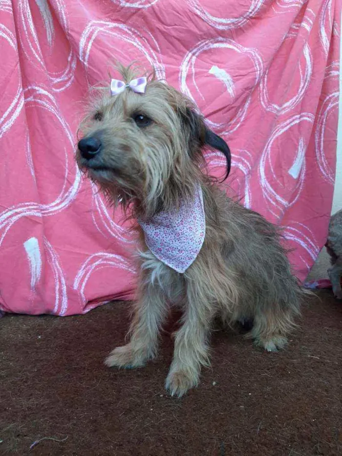 Cachorro ra a SRD idade 3 anos nome Fergie