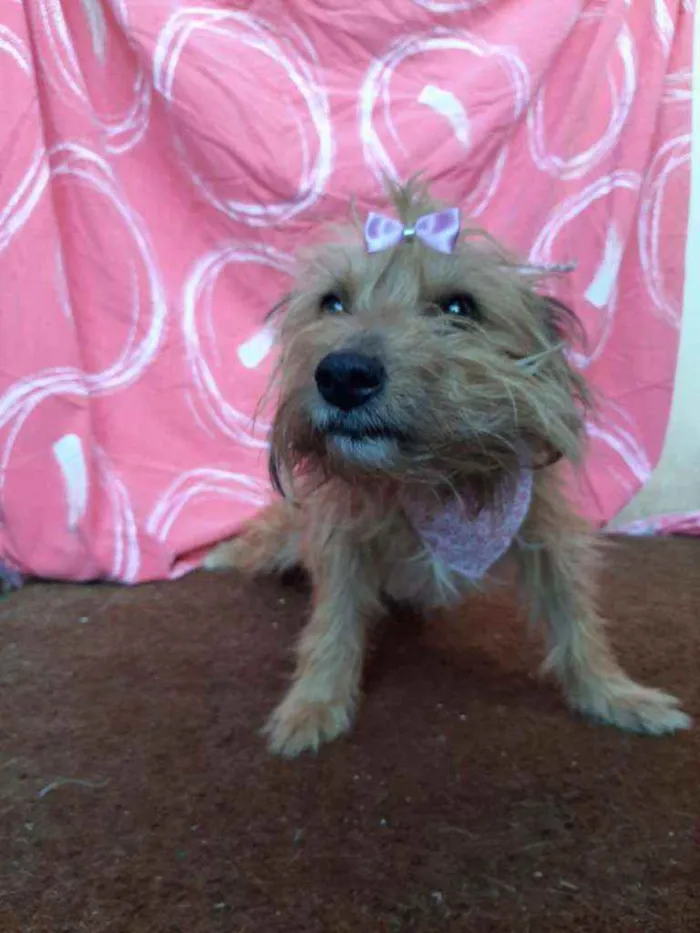 Cachorro ra a SRD idade 3 anos nome Fergie