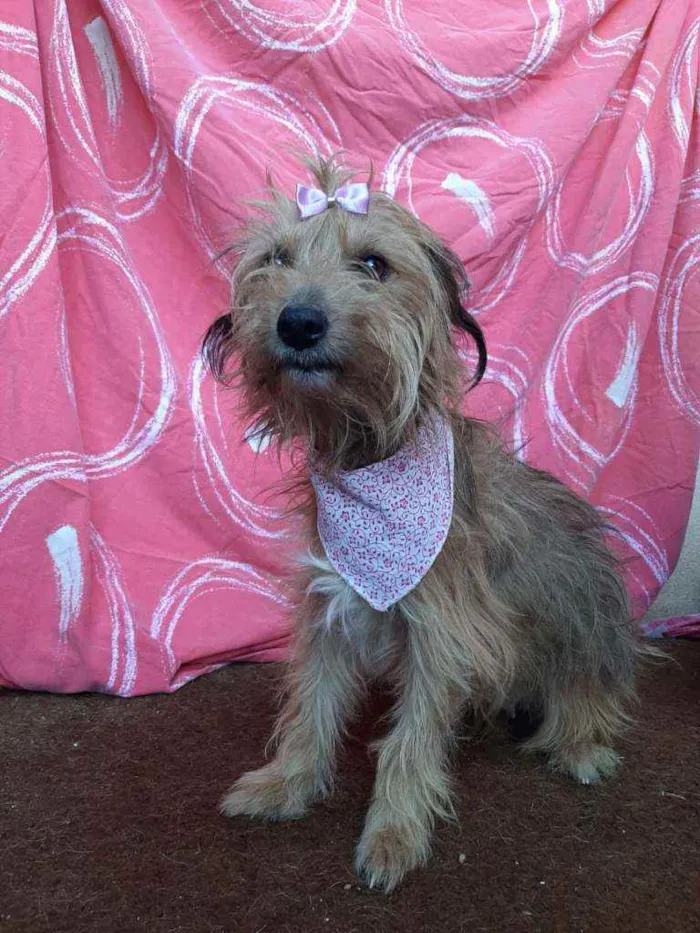 Cachorro ra a SRD idade 3 anos nome Fergie