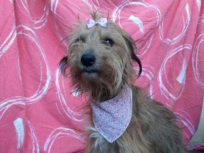 Cachorro ra a SRD idade 3 anos nome Fergie