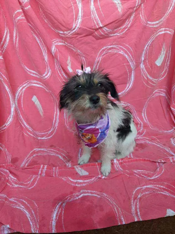 Cachorro ra a SRD idade 2 anos nome Khloe