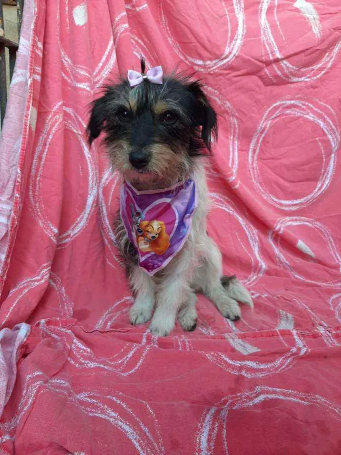 Cachorro ra a SRD idade 2 anos nome Khloe