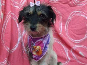 Cachorro raça SRD idade 2 anos nome Khloe
