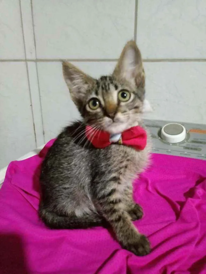 Gato ra a Comum tigresa idade 2 a 6 meses nome Milse