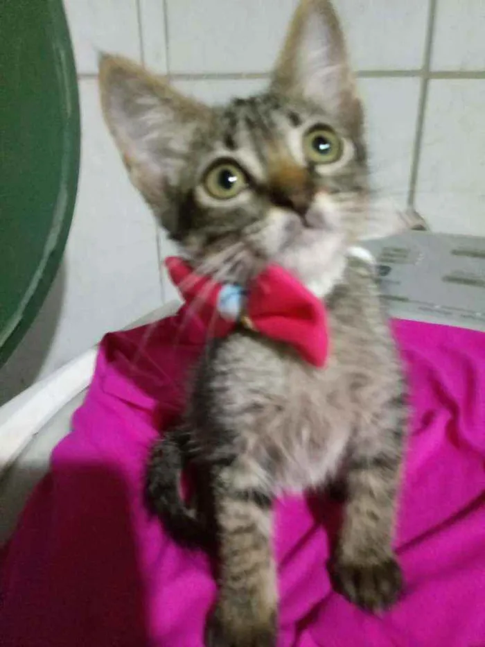 Gato ra a Comum tigresa idade 2 a 6 meses nome Milse