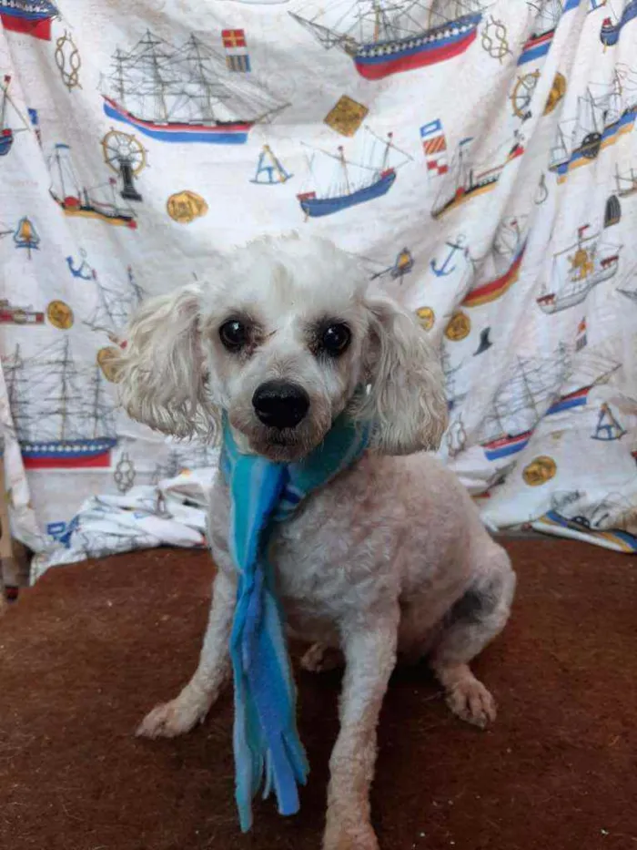 Cachorro ra a SRD idade 5 anos nome Algodão