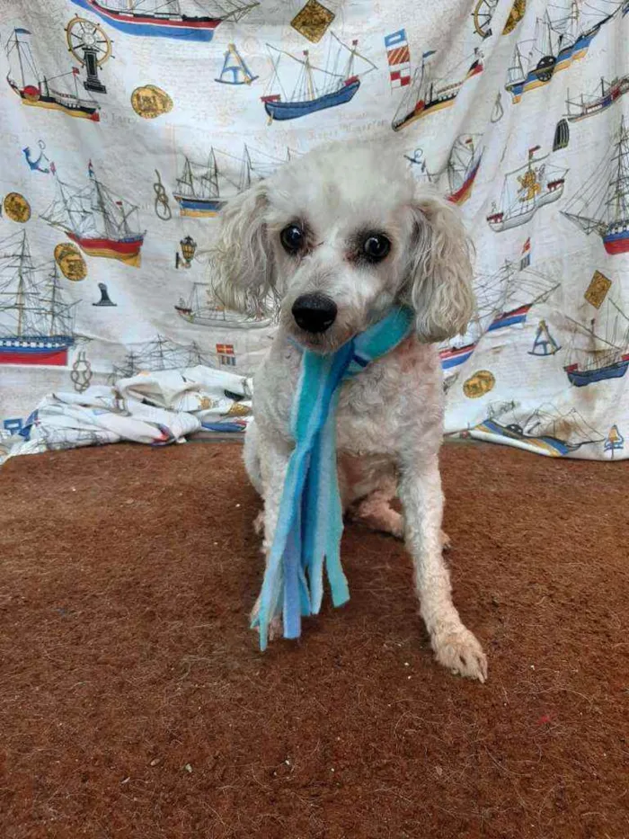 Cachorro ra a SRD idade 5 anos nome Algodão
