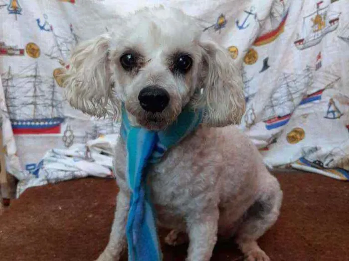 Cachorro ra a SRD idade 5 anos nome Algodão