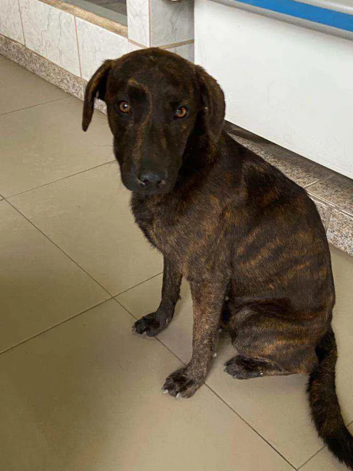 Cachorro ra a SRD idade 1 ano nome Tody