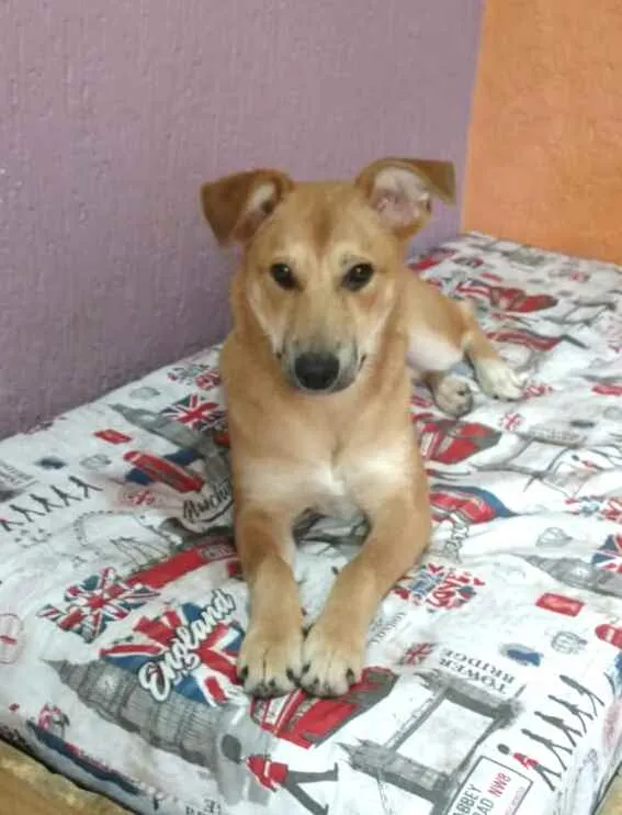 Cachorro ra a  idade 7 a 11 meses nome Princesa 