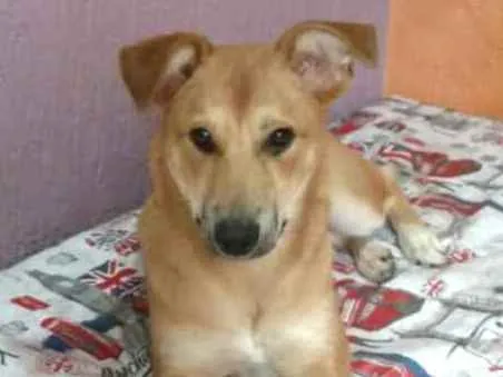 Cachorro ra a  idade 7 a 11 meses nome Princesa 